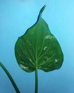 Imagem de Alocasia cucullata (Lour.) G. Don