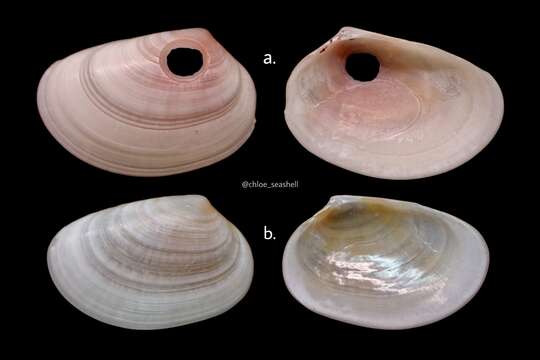 Image of Pseudocadella M. Huber, Langleit & Kreipl 2015