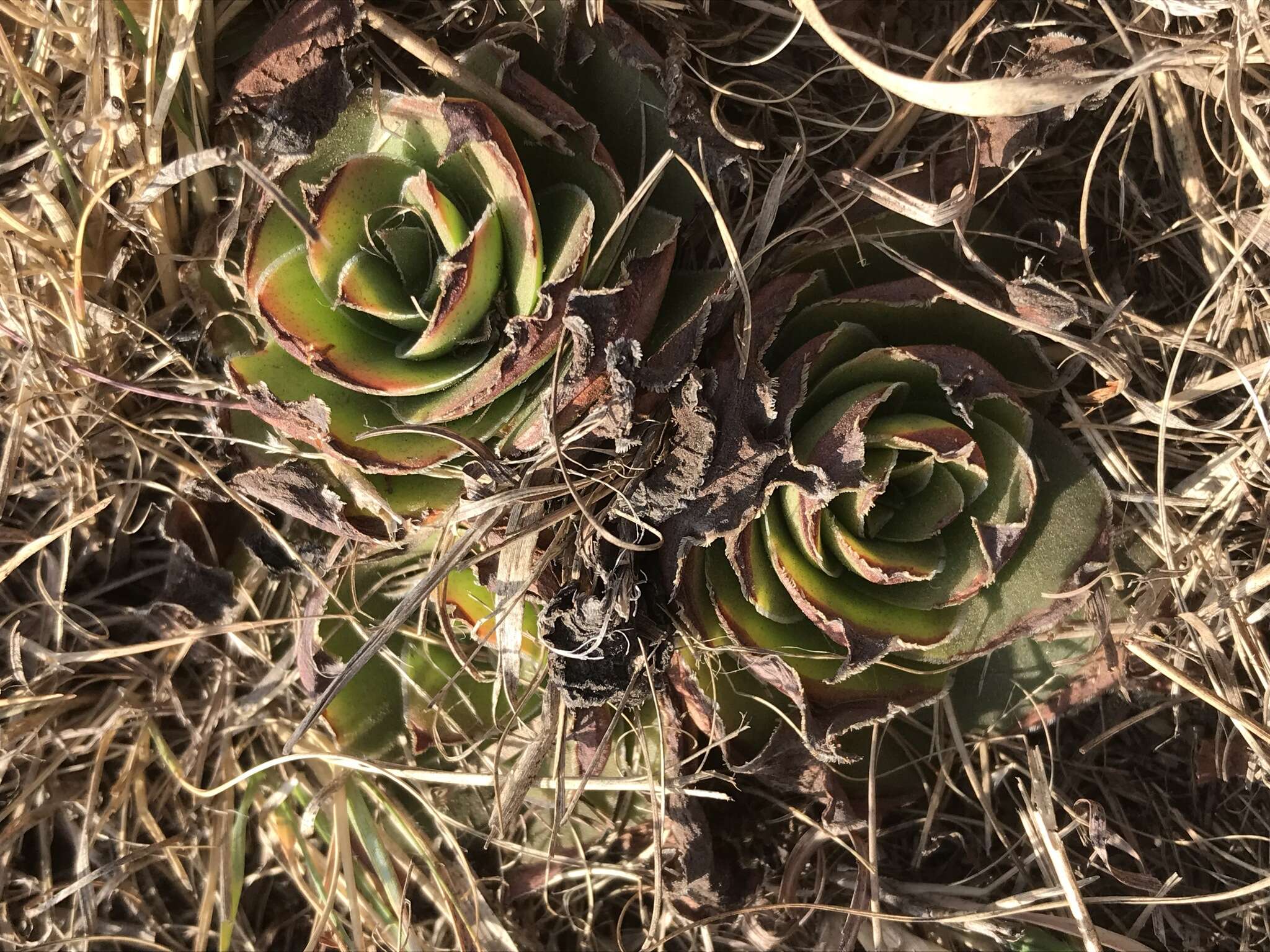 Image of Crassula capitella subsp. nodulosa (Schönl.) Tölken