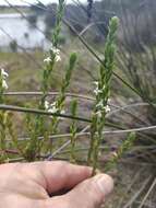 Image of Gnidia spicata (L. fil.) Gilg