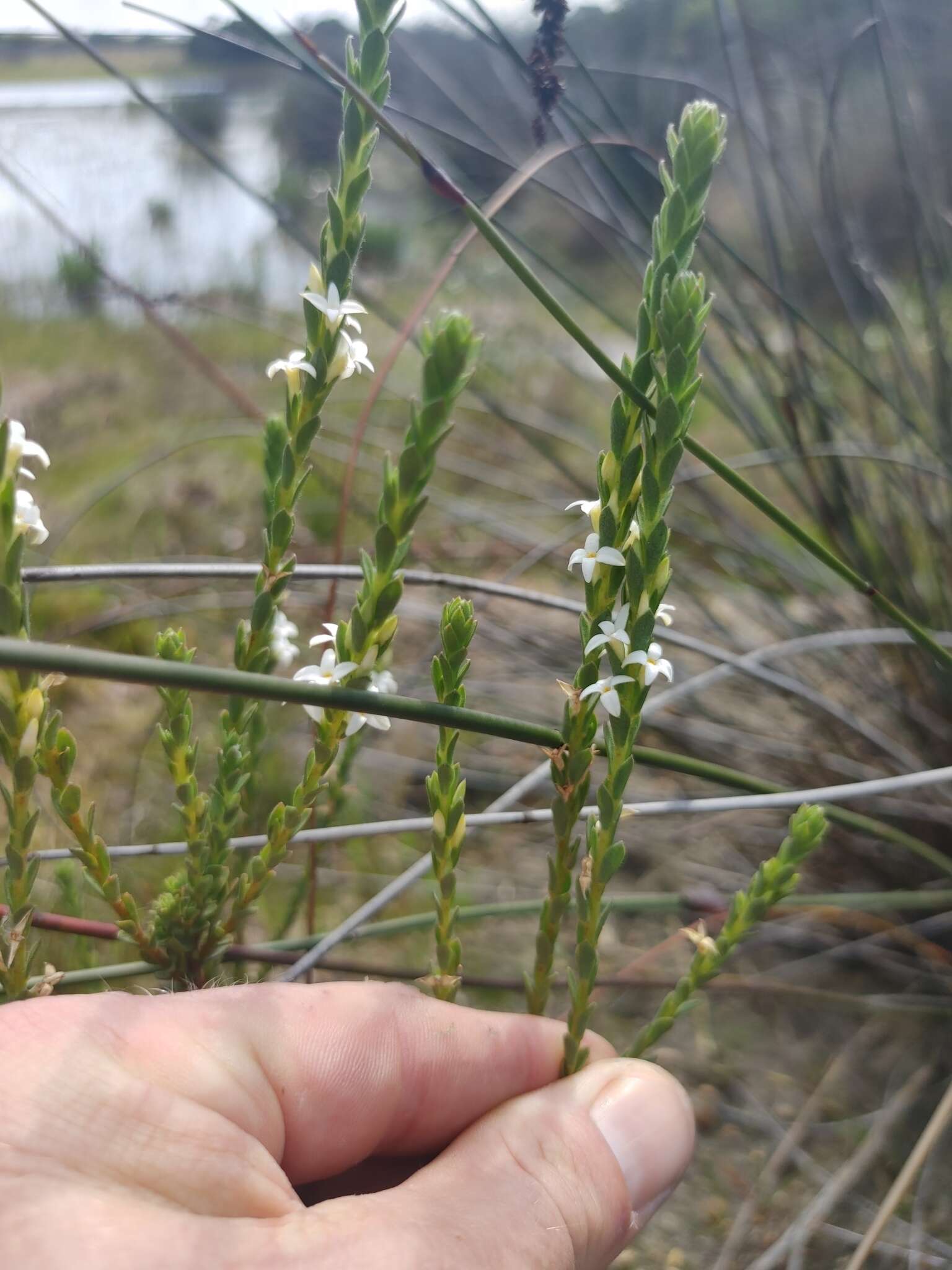 Image of Gnidia spicata (L. fil.) Gilg