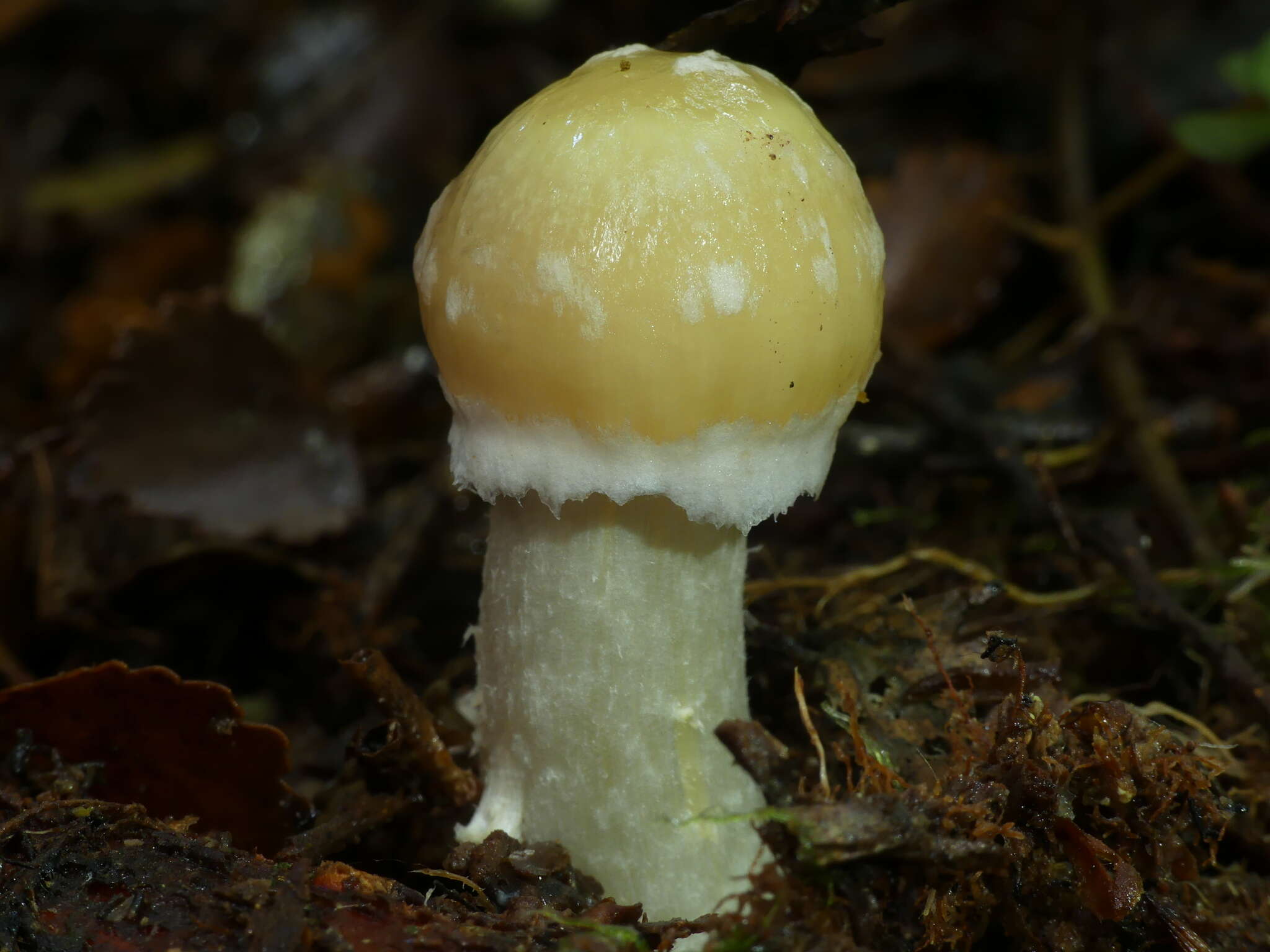 Plancia ëd Cortinarius achrous E. Horak, Peintner, M. M. Moser & Vilgalys 2002