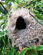 Image of Karoo Prinia