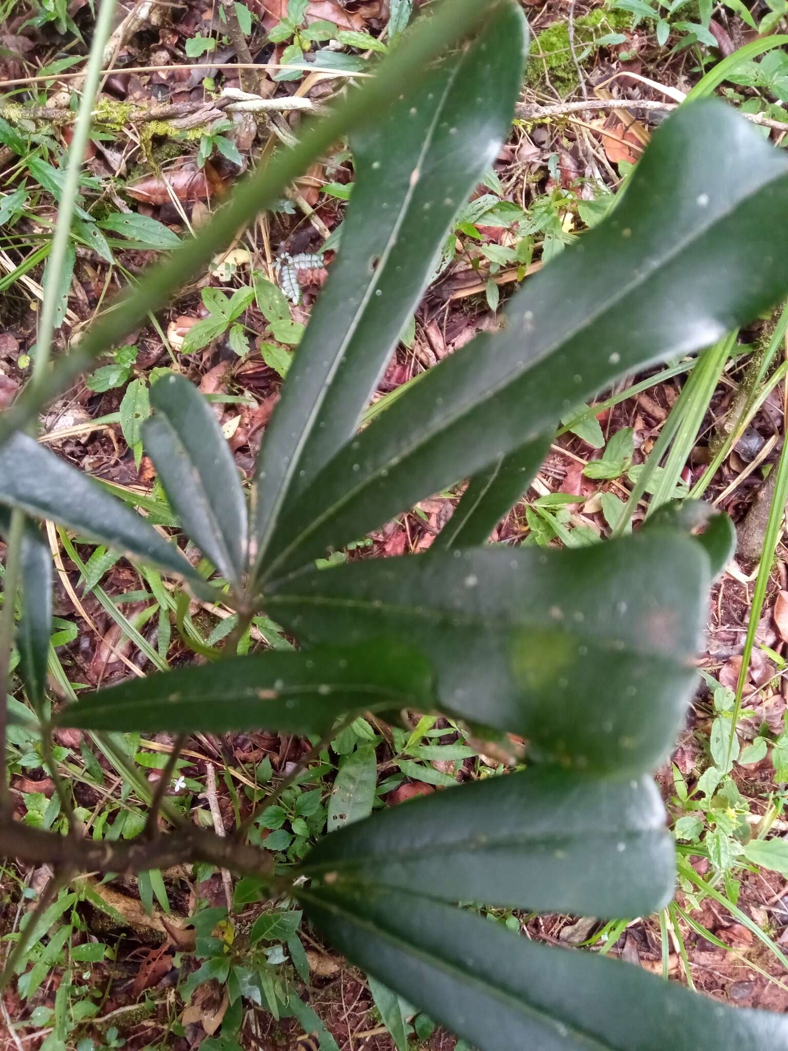 Image of <i>Neocussonia longipedicellata</i>