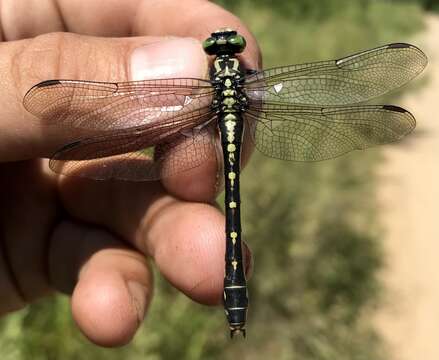 Image of Nihonogomphus ruptus (Selys 1858)