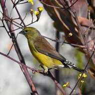 Image of Cape Siskin