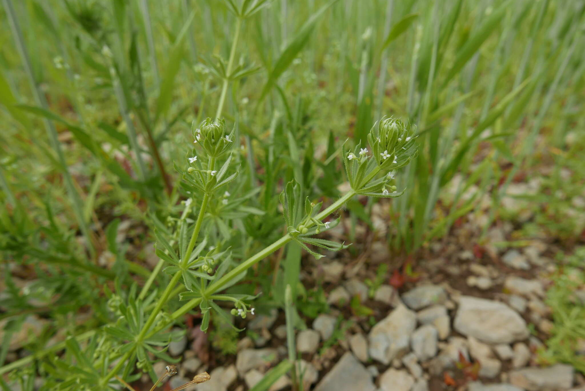 Plancia ëd Galium tricornutum Dandy