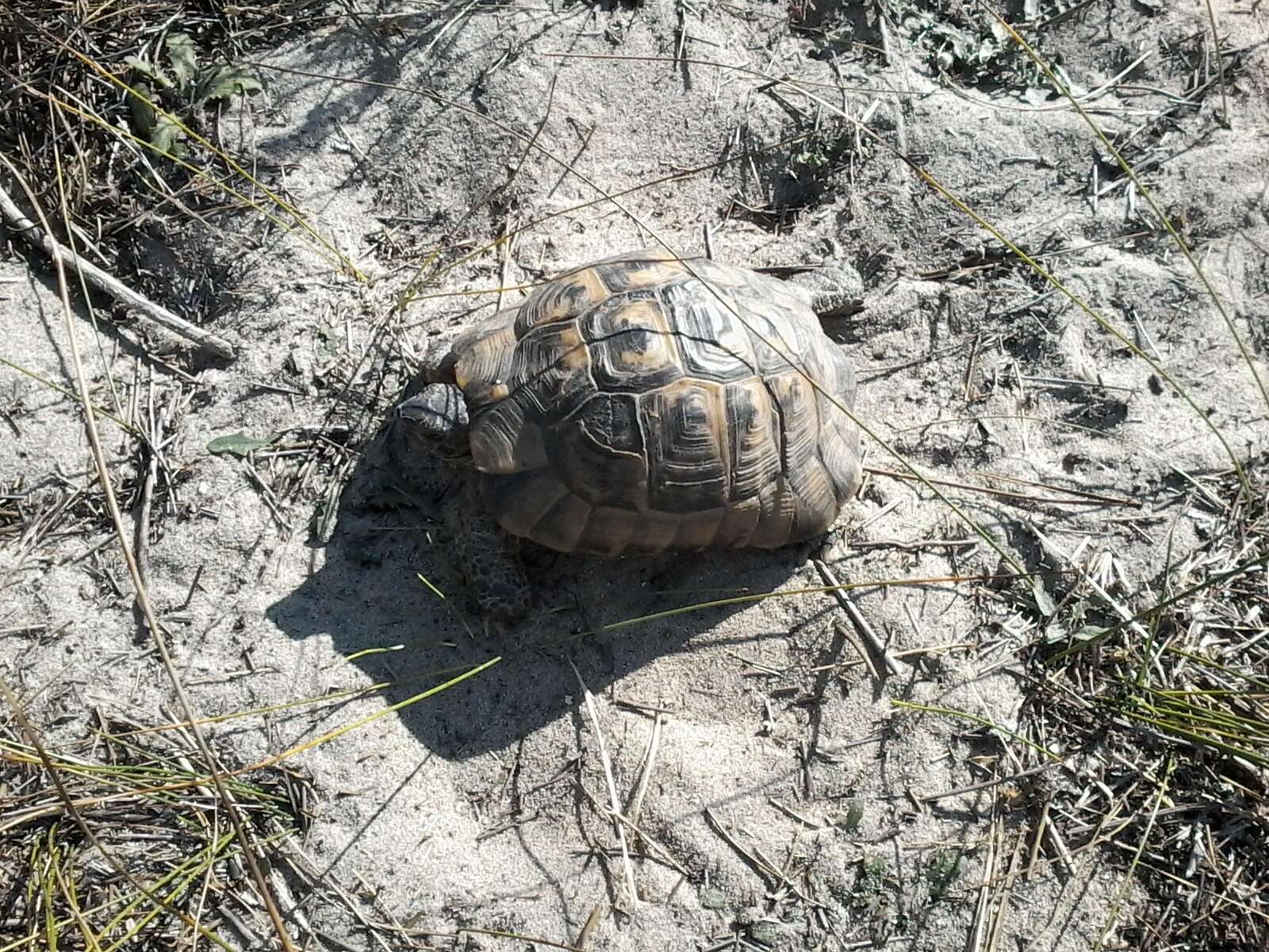 Image of Mediterranean Spur-thighed Tortoise