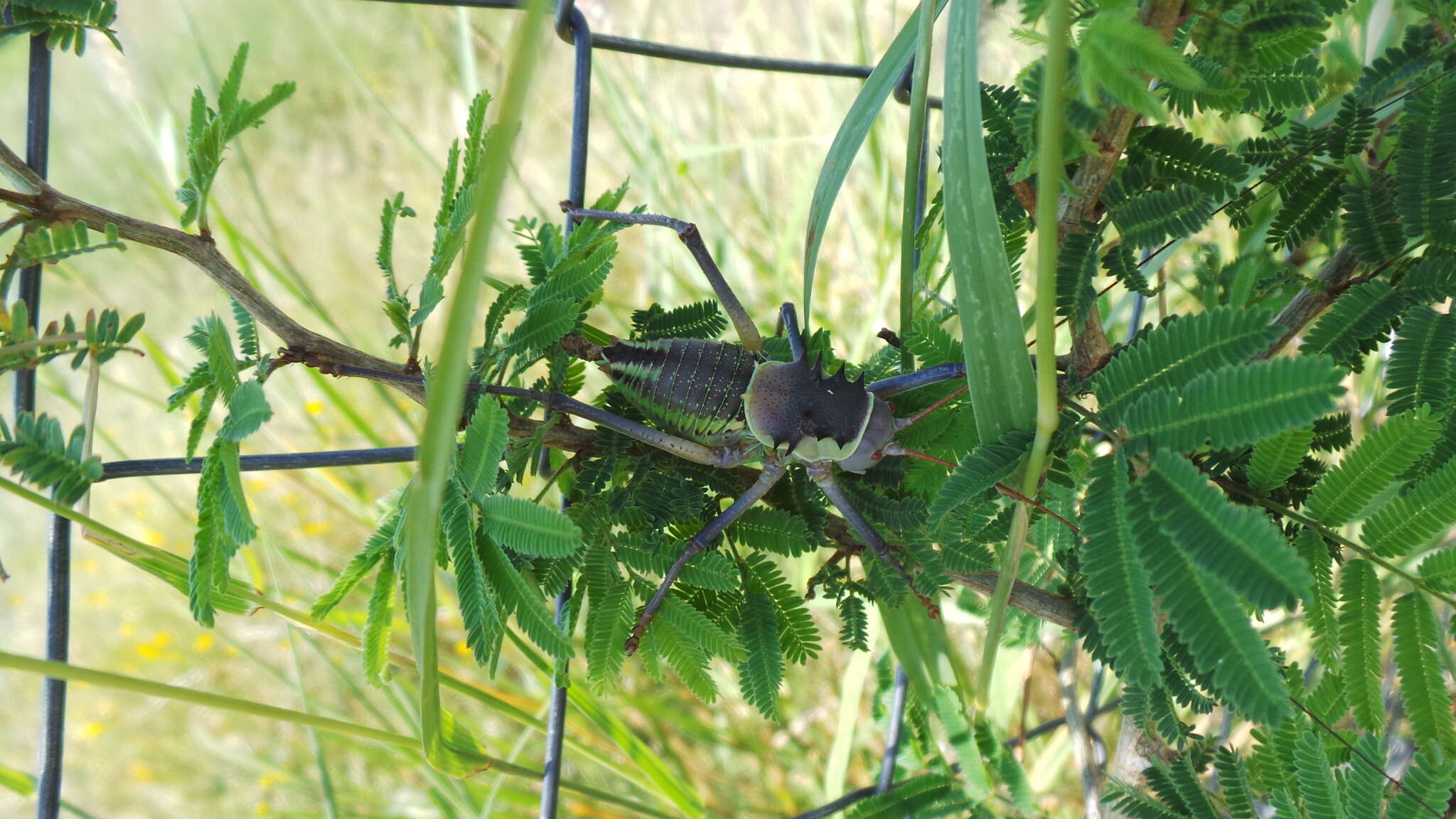 Image of Armoured Katydid