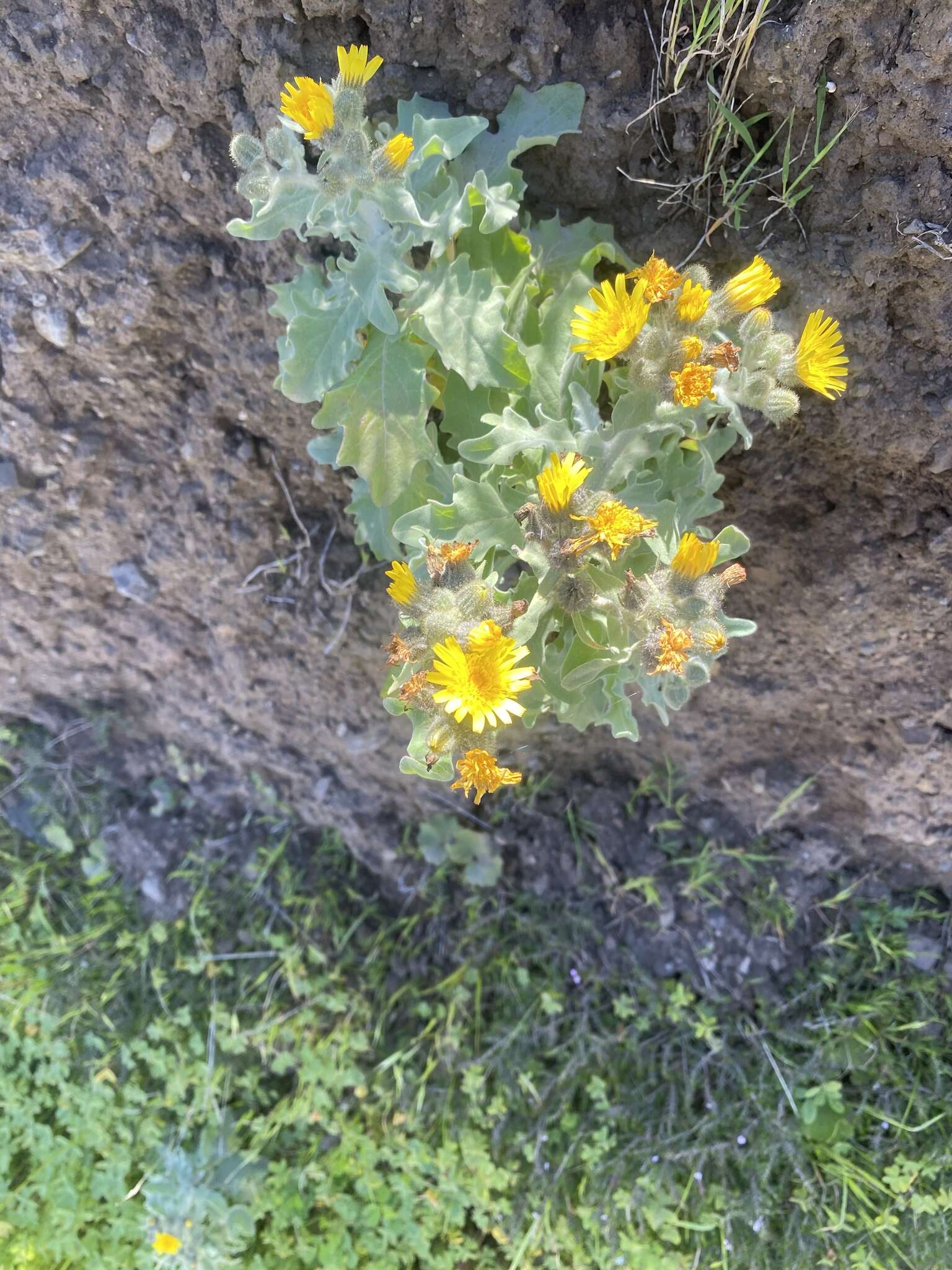 Image of Andryala pinnatifida subsp. pinnatifida