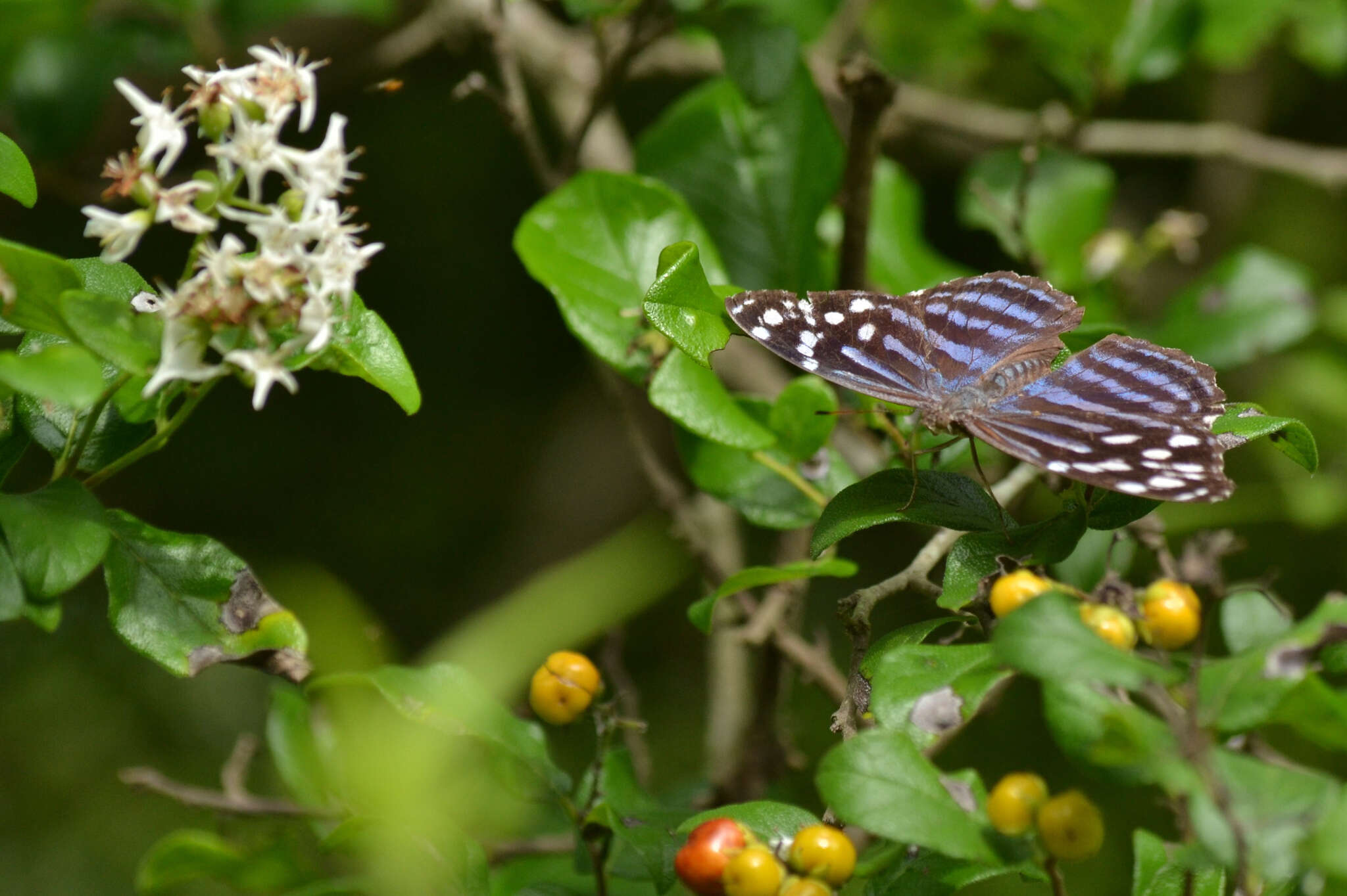 Image of Mexican Bluewing