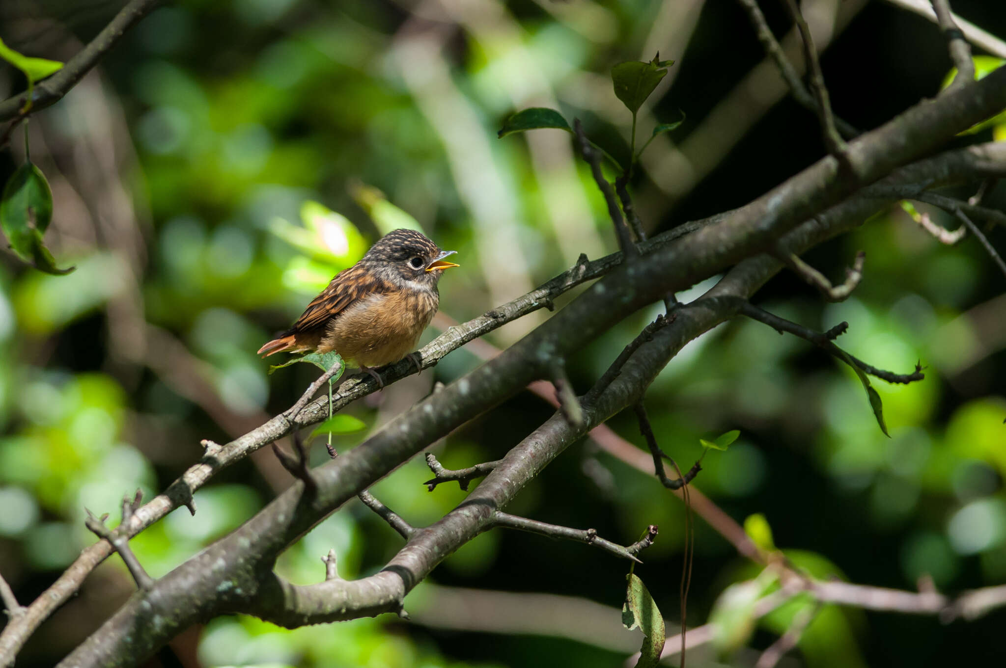 Plancia ëd Muscicapa ferruginea (Hodgson 1845)