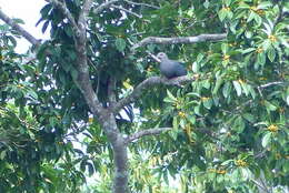 Image of Pinon Imperial-pigeon