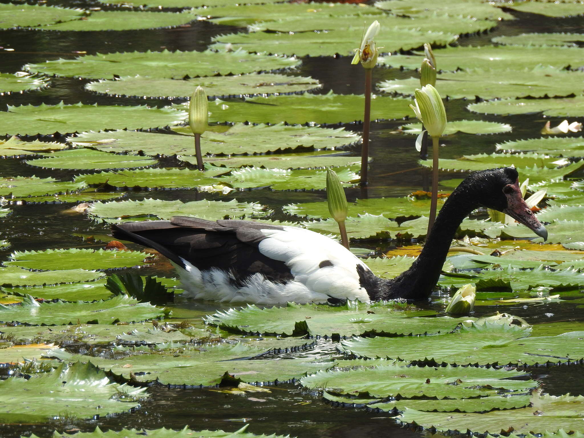 Image of magpie-goose