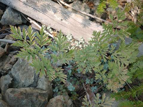 Sivun Dicentra formosa subsp. oregona (Eastw.) Munz kuva