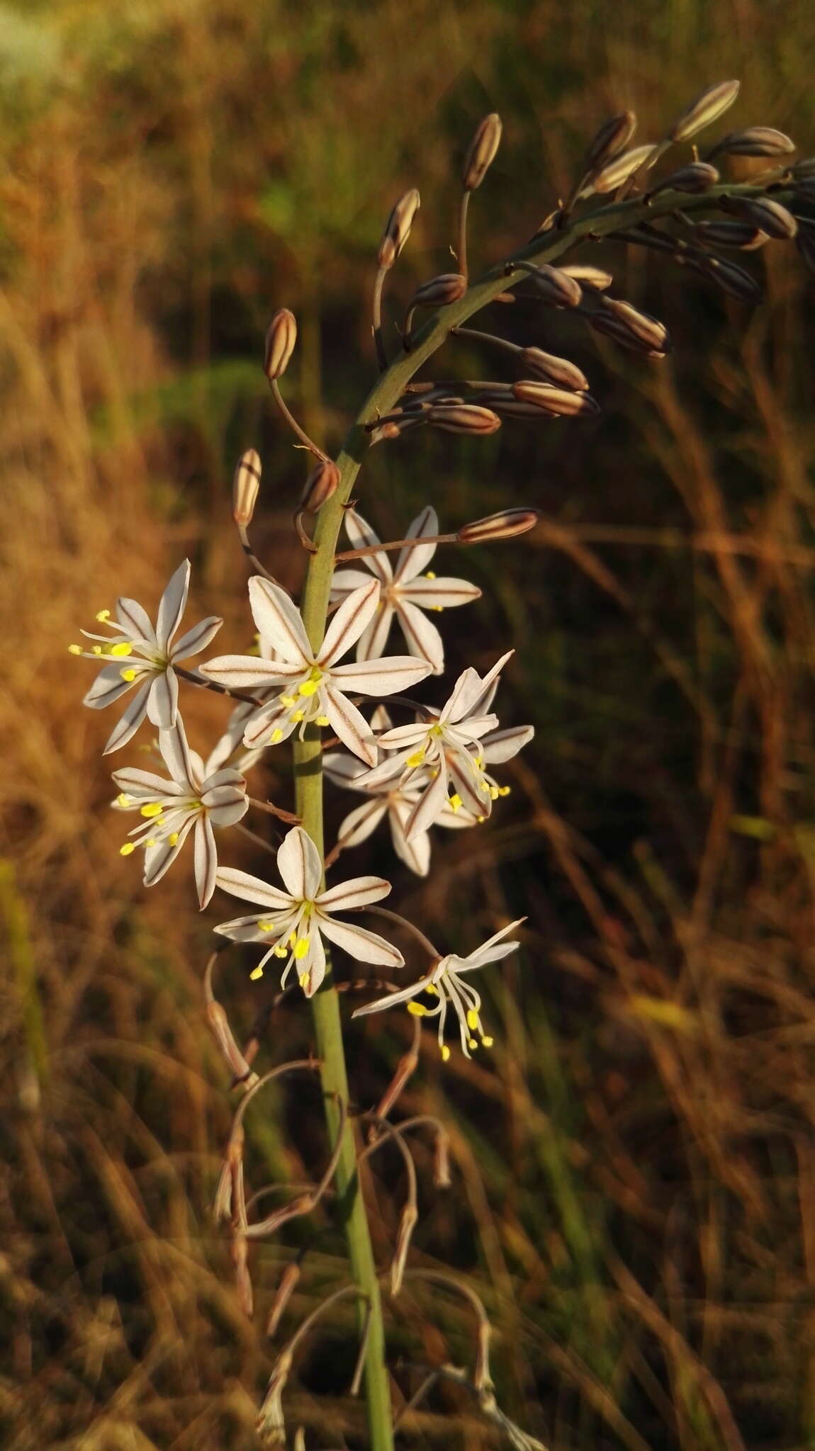 Слика од Trachyandra asperata Kunth