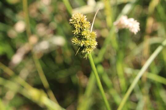 Image of Carex brongniartii Kunth