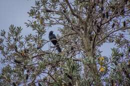 Image of Black-billed Koel