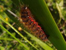 Imagem de Acronicta menyanthidis Vieweg 1790