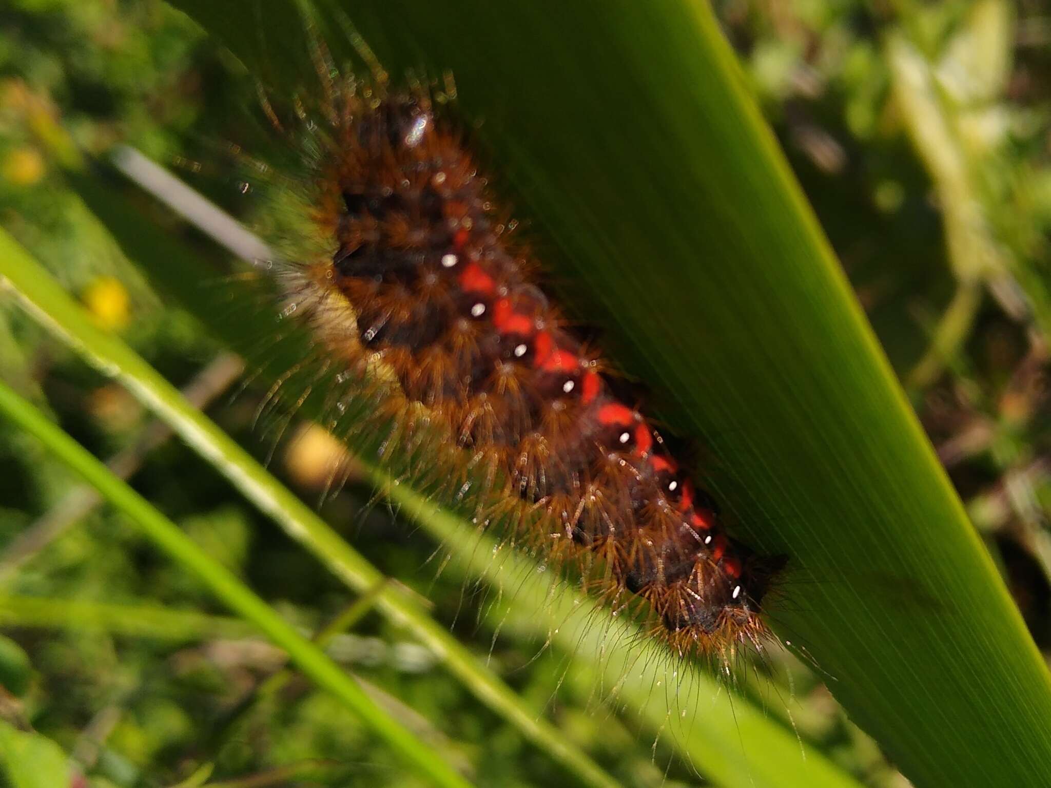 Слика од Acronicta menyanthidis Vieweg 1790