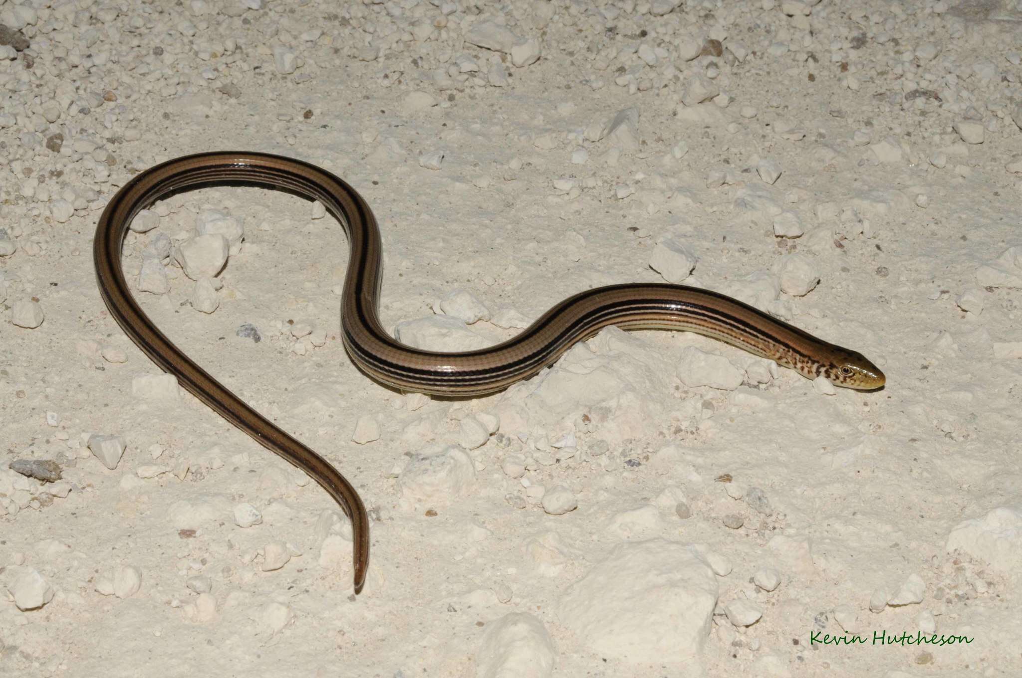 Image of Glass Lizards