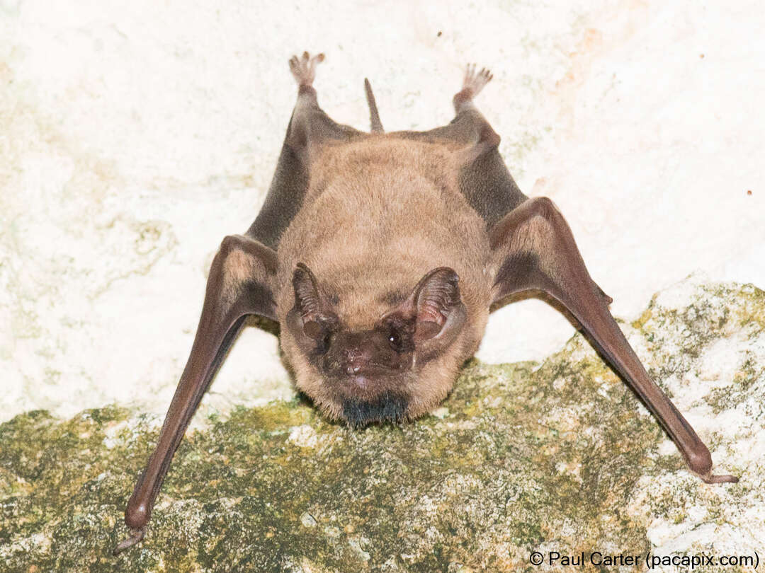 Image of Black-bearded Tomb Bat