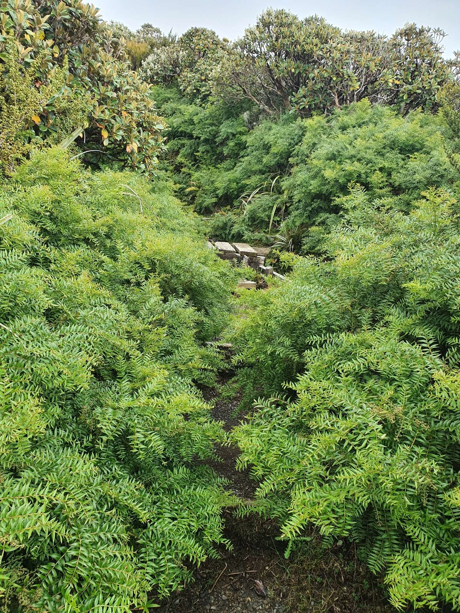 Image of Coriaria pteridoides W. R. B. Oliv.