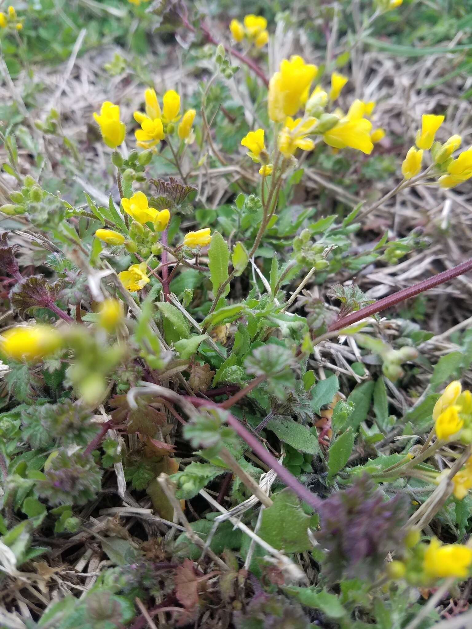 Image of Lescur's bladderpod