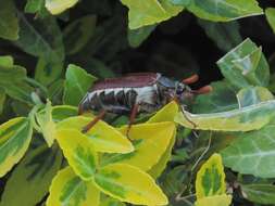 Image of Common cockchafer