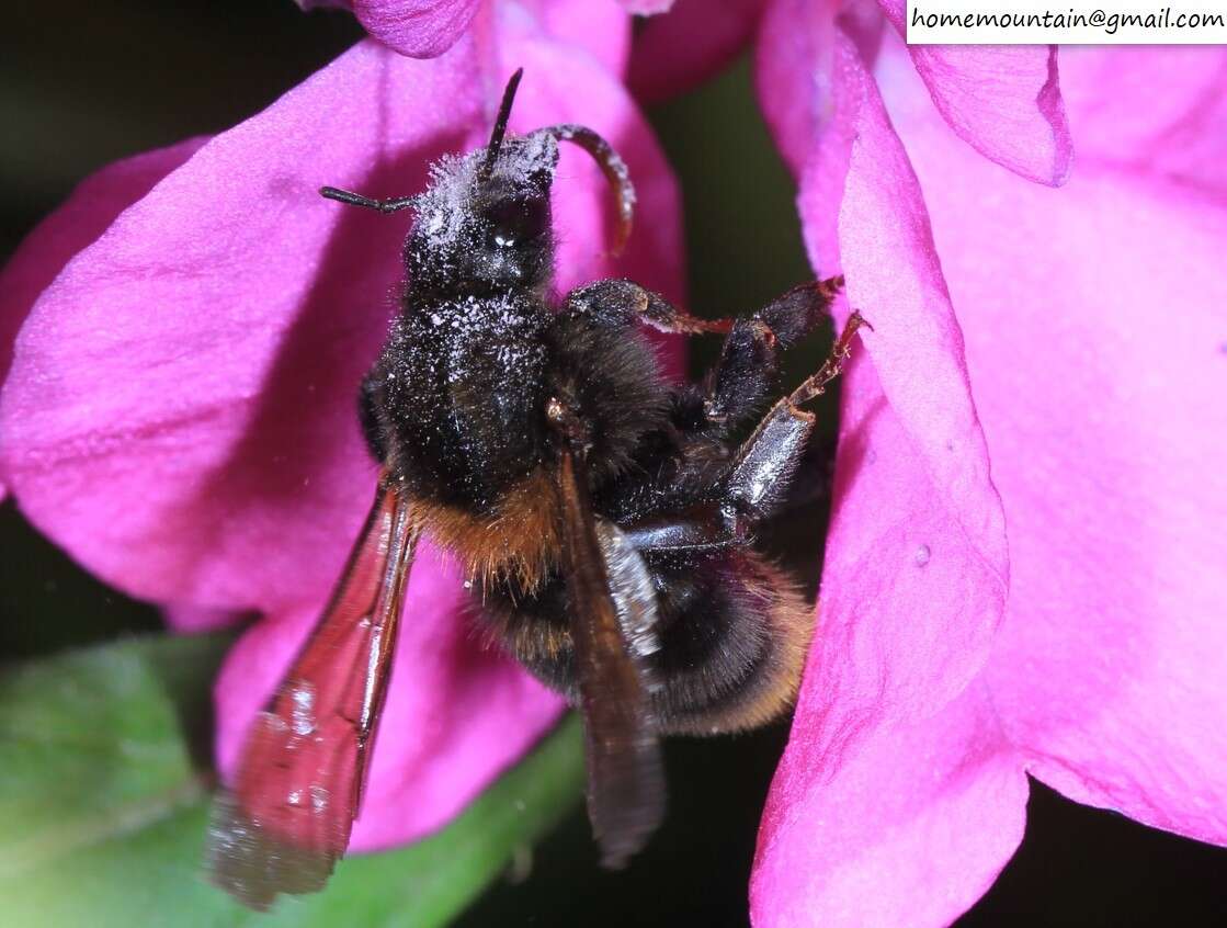 Слика од Bombus koreanus (Skorikov 1933)