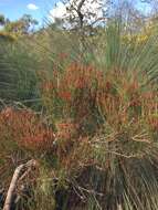 Image of Allocasuarina misera L. A. S. Johnson