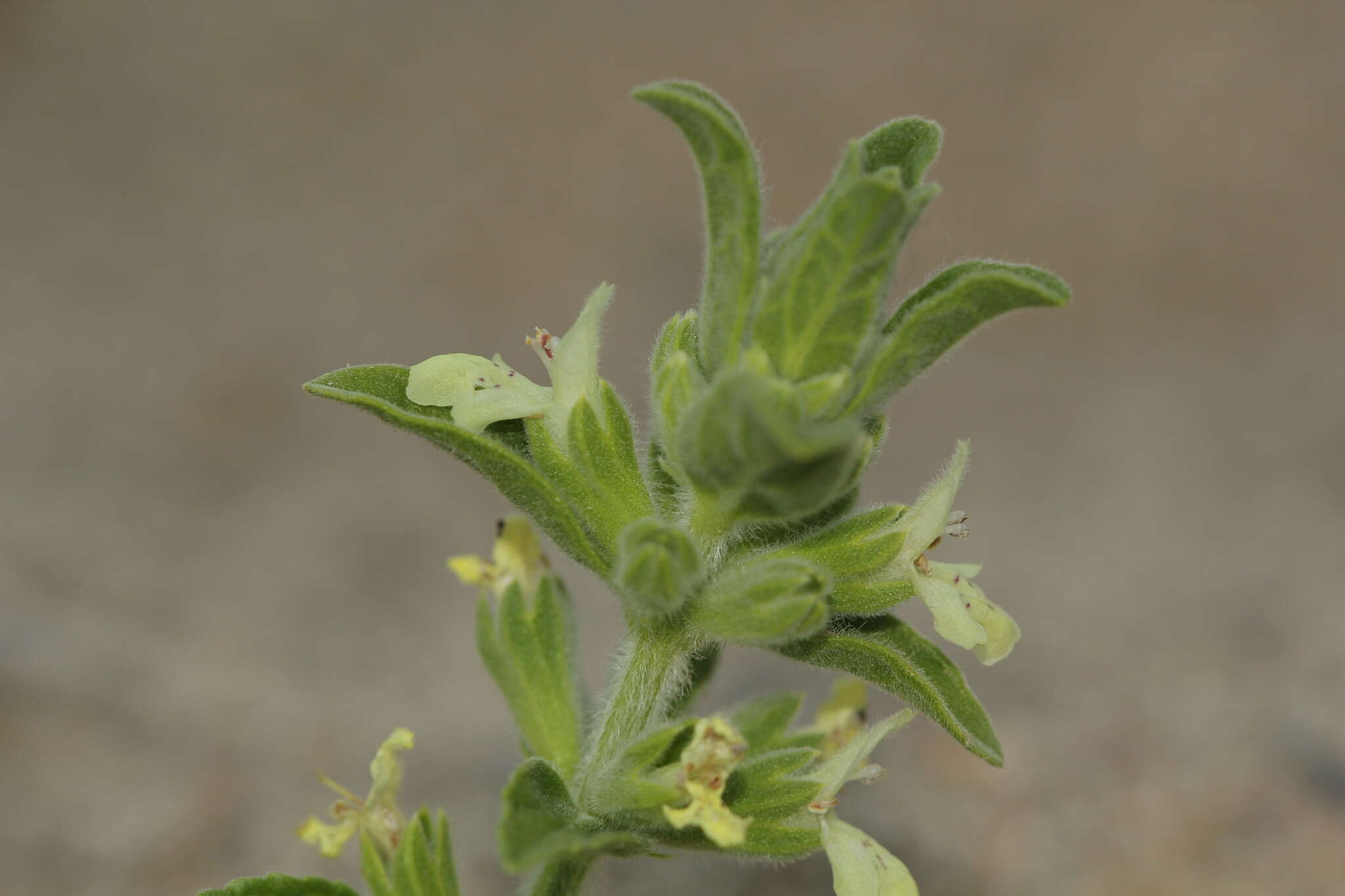 Imagem de Stachys maritima Gouan