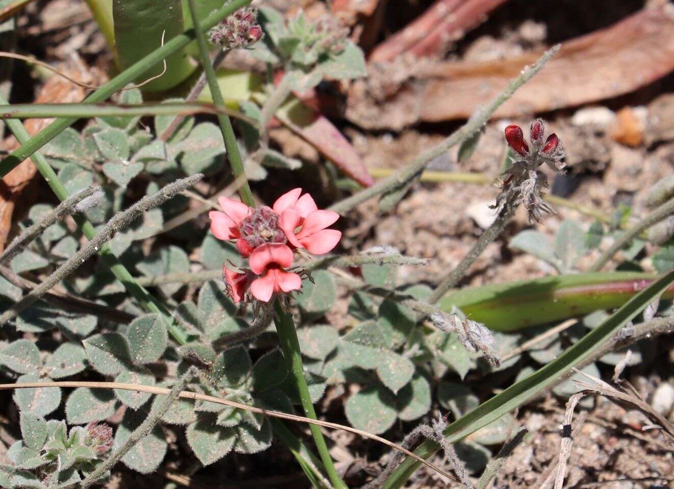 Indigofera tomentosa Eckl. & Zeyh.的圖片