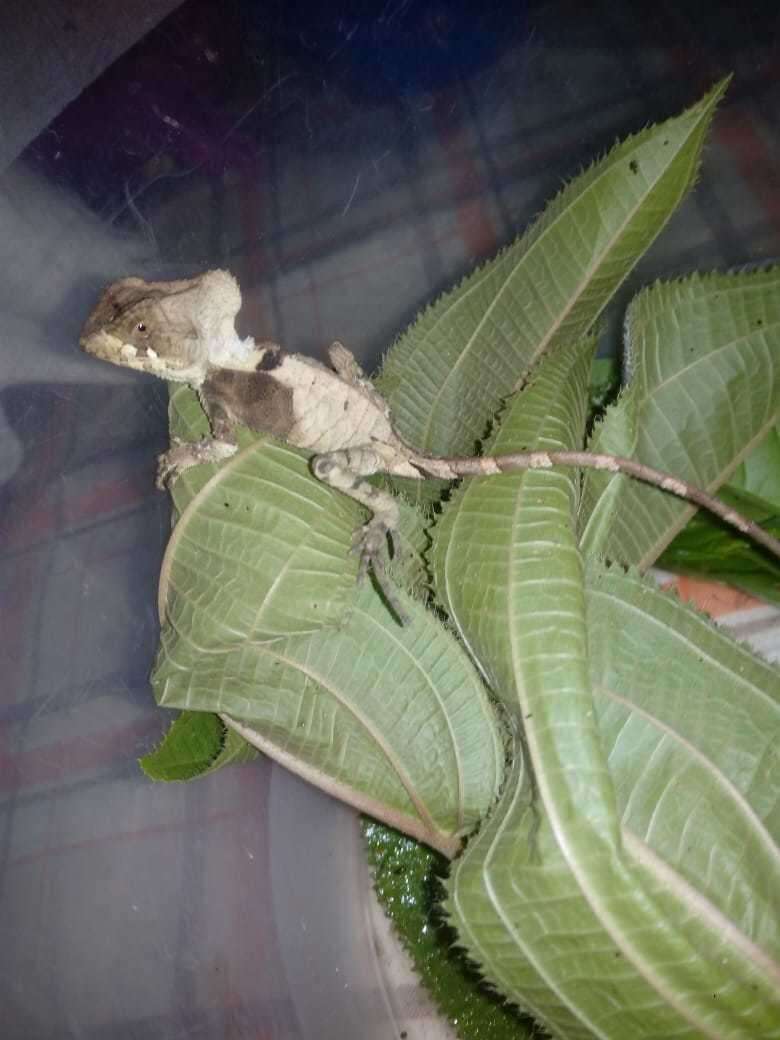 Image of Hernandez's helmeted iguana