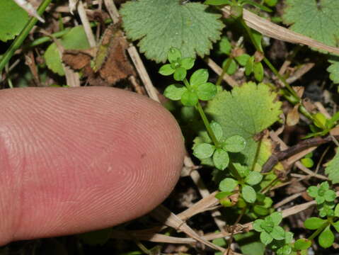 Image of Galium propinquum A. Cunn.