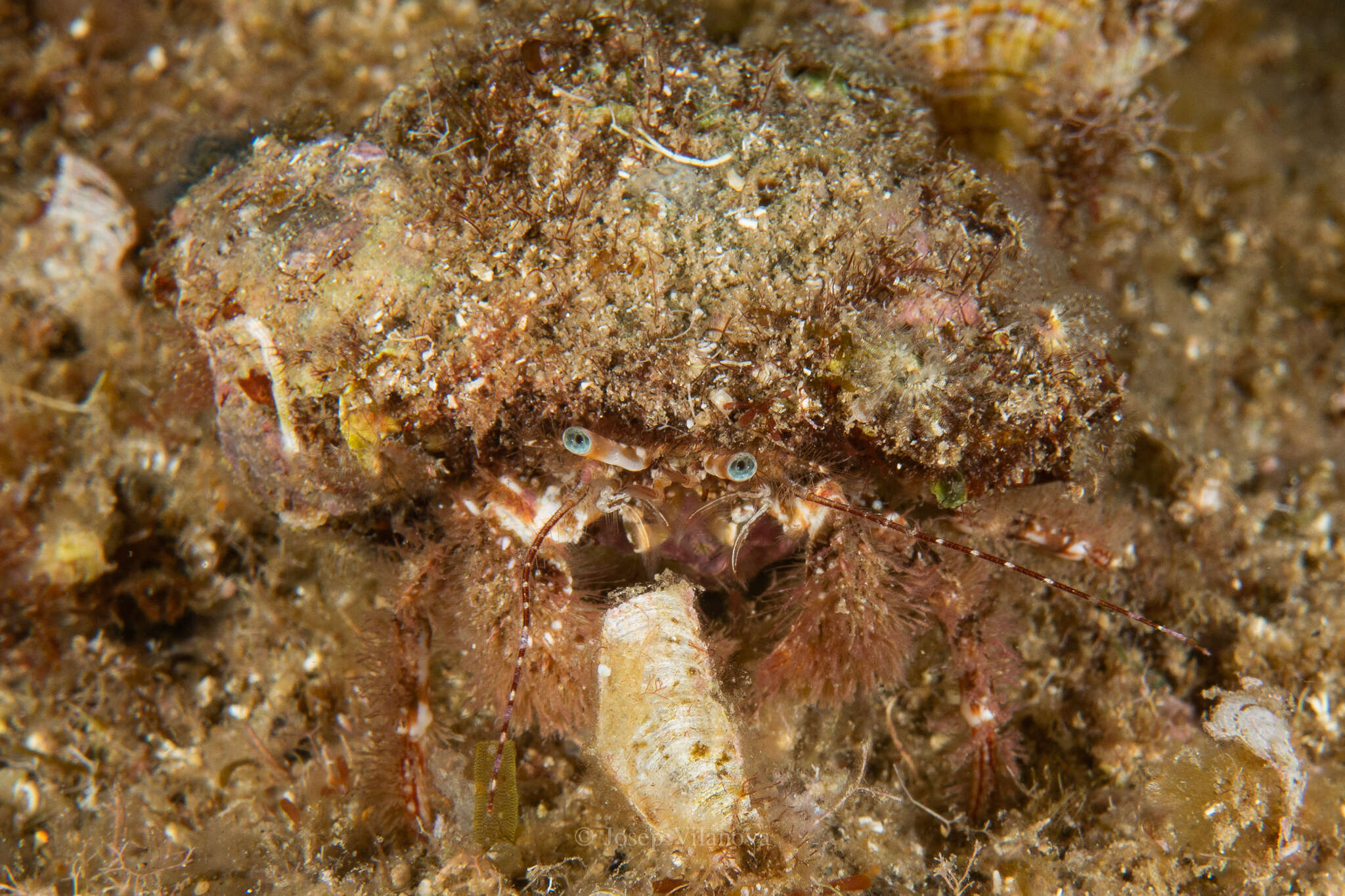 Image of woolly hermit crab