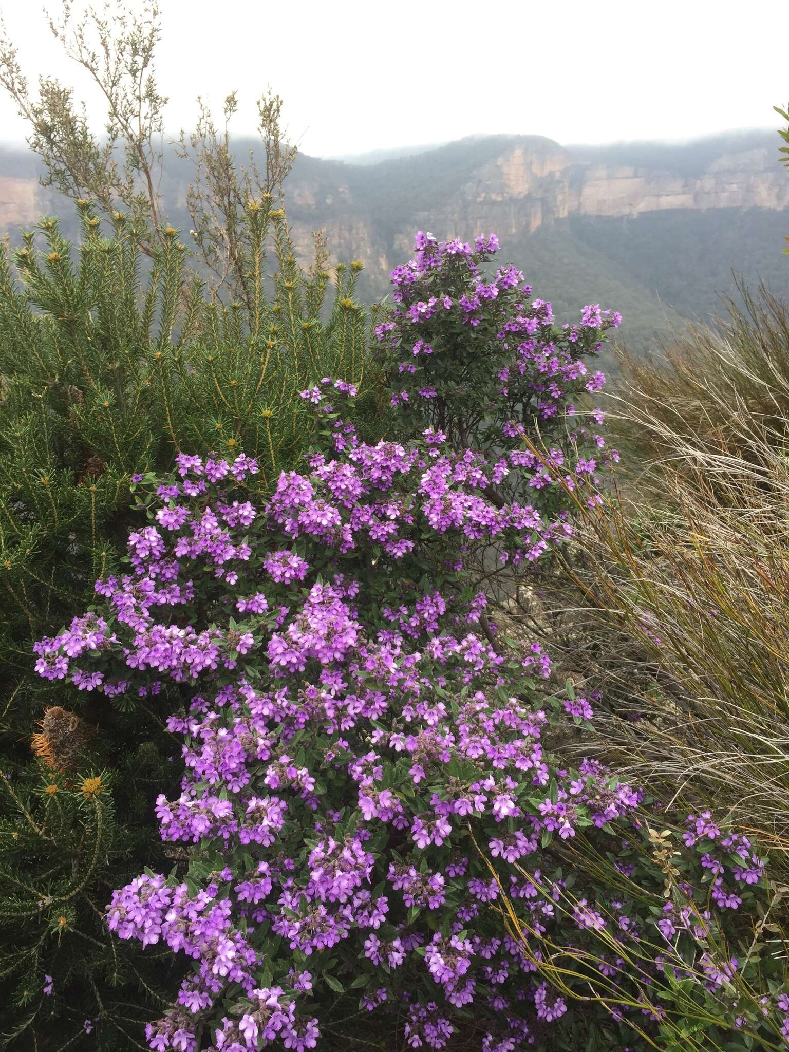 Image of Lilac Mint-bush