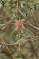 صورة Callistemon paludosus F. Müll.