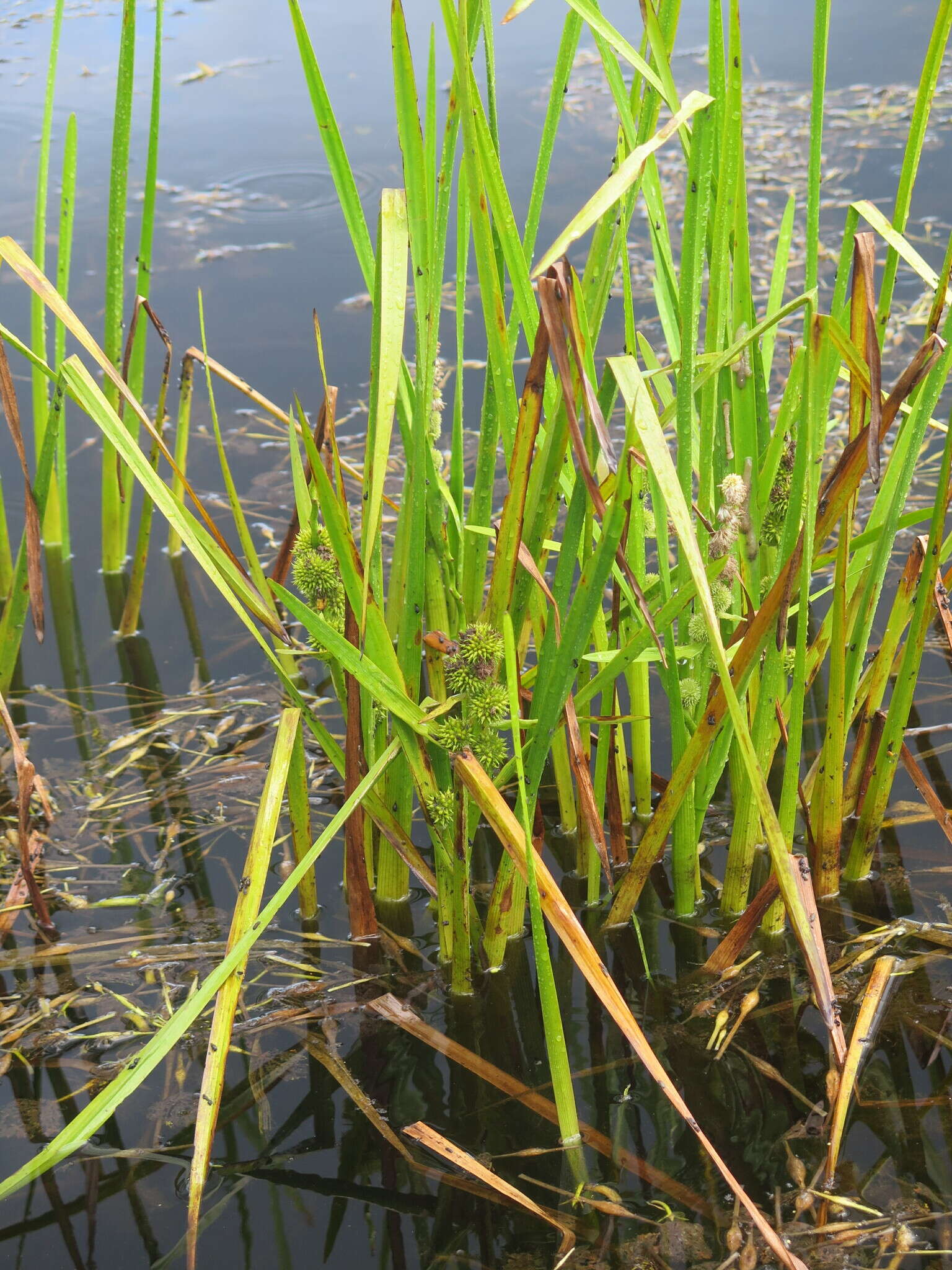 Image de Sparganium japonicum Rothert