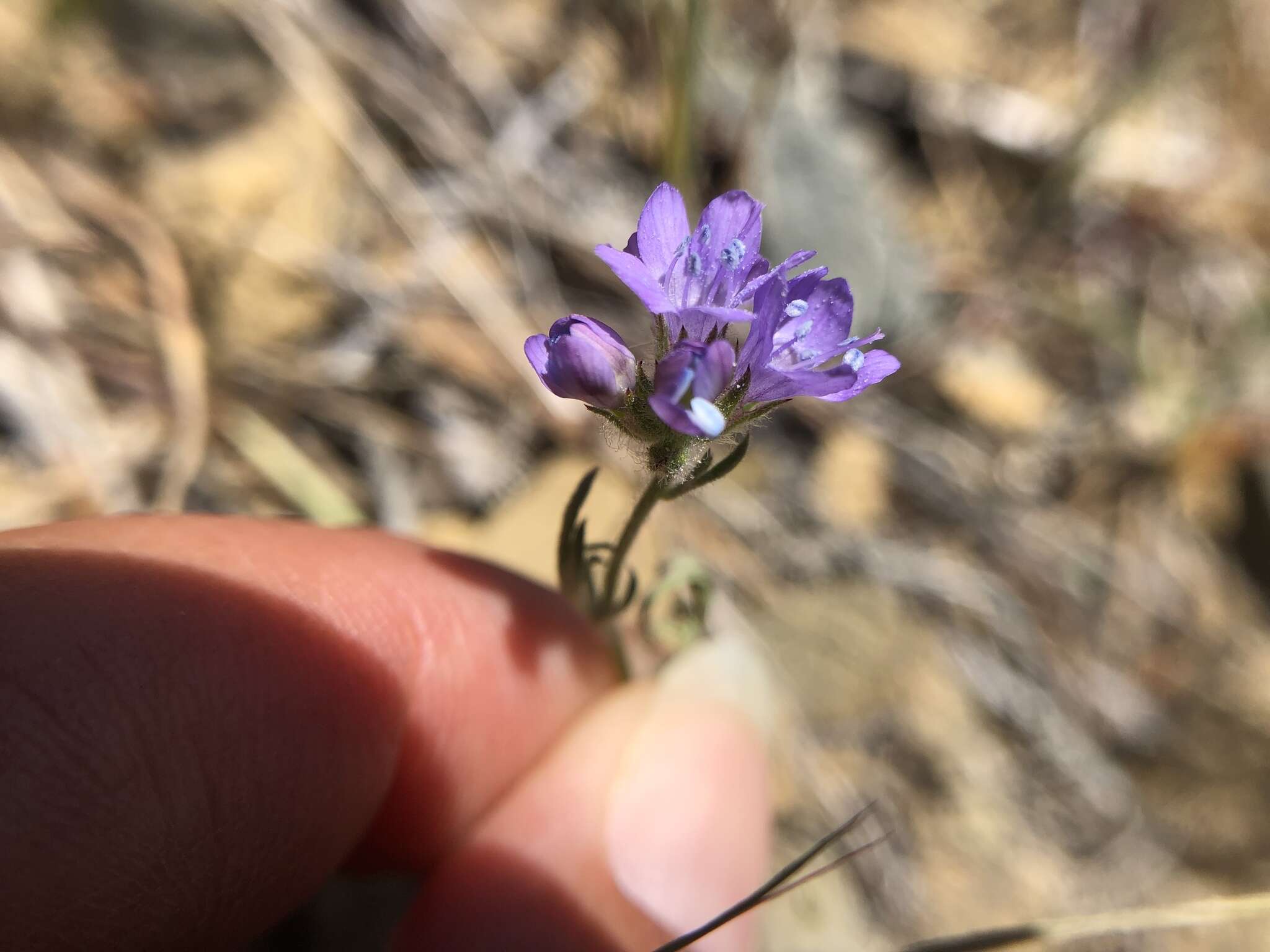 Image of California gilia