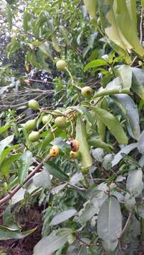 Image of Mussaenda arcuata Poir.