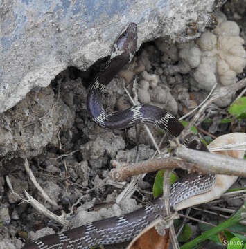 Image de Lycodon aulicus (Linnaeus 1758)