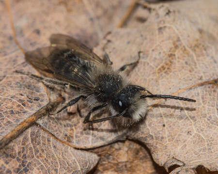 Image of Frigid Andrena