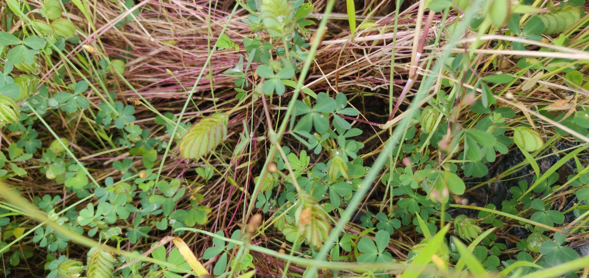 Image of Geissaspis cristata var. tenella