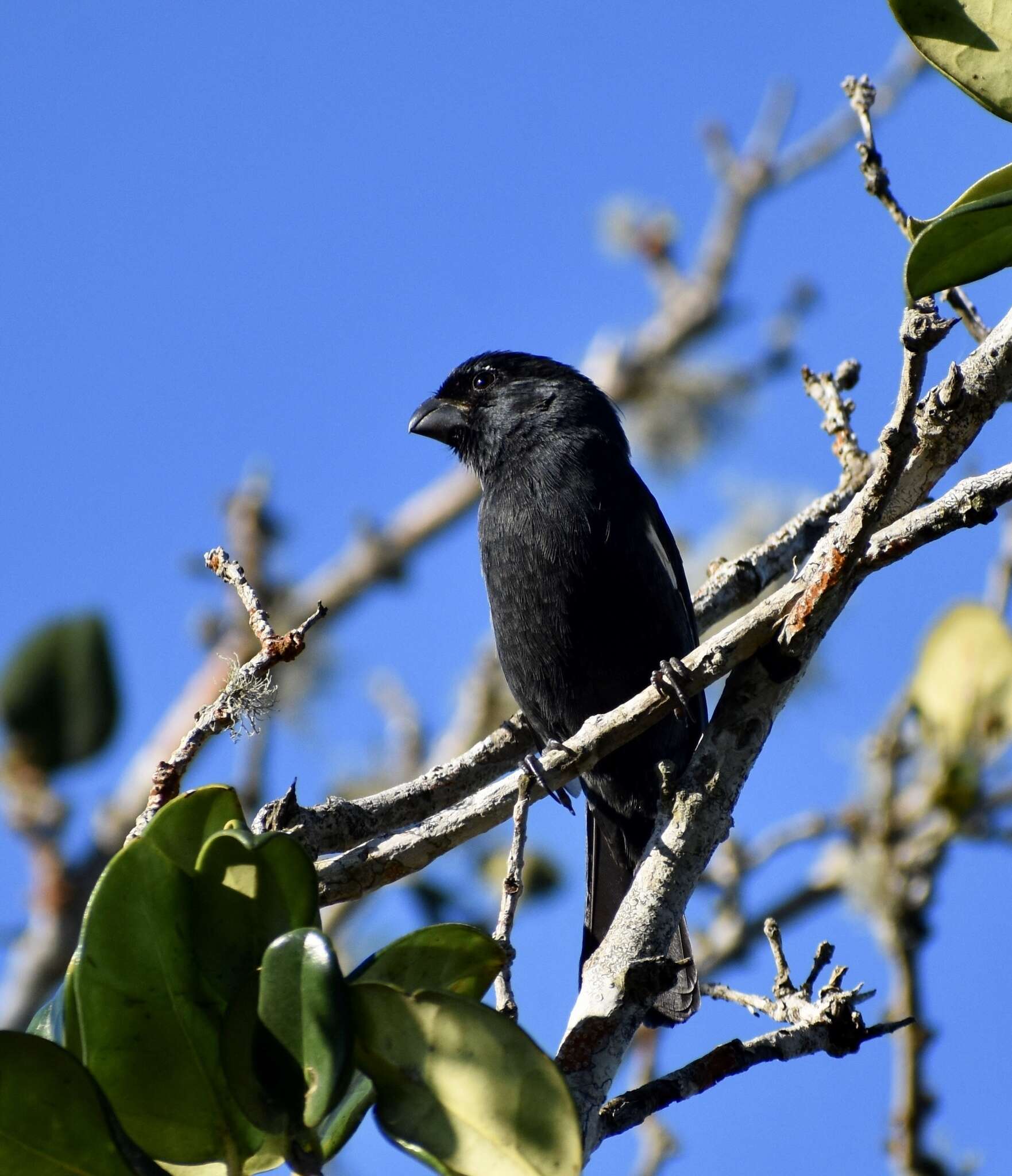 Image of Cuban Bullfinch