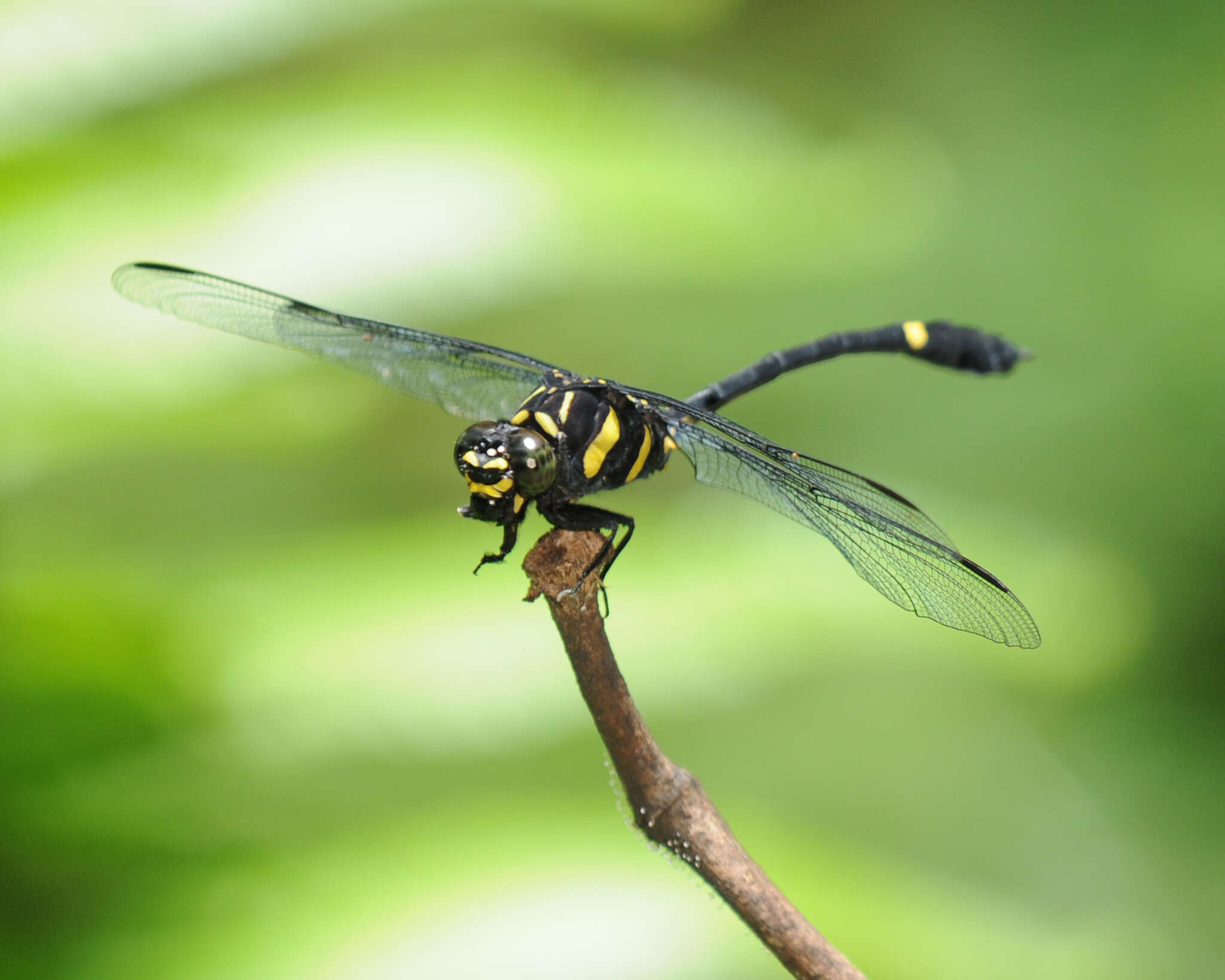 صورة Gomphidictinus perakensis (Laidlaw 1902)