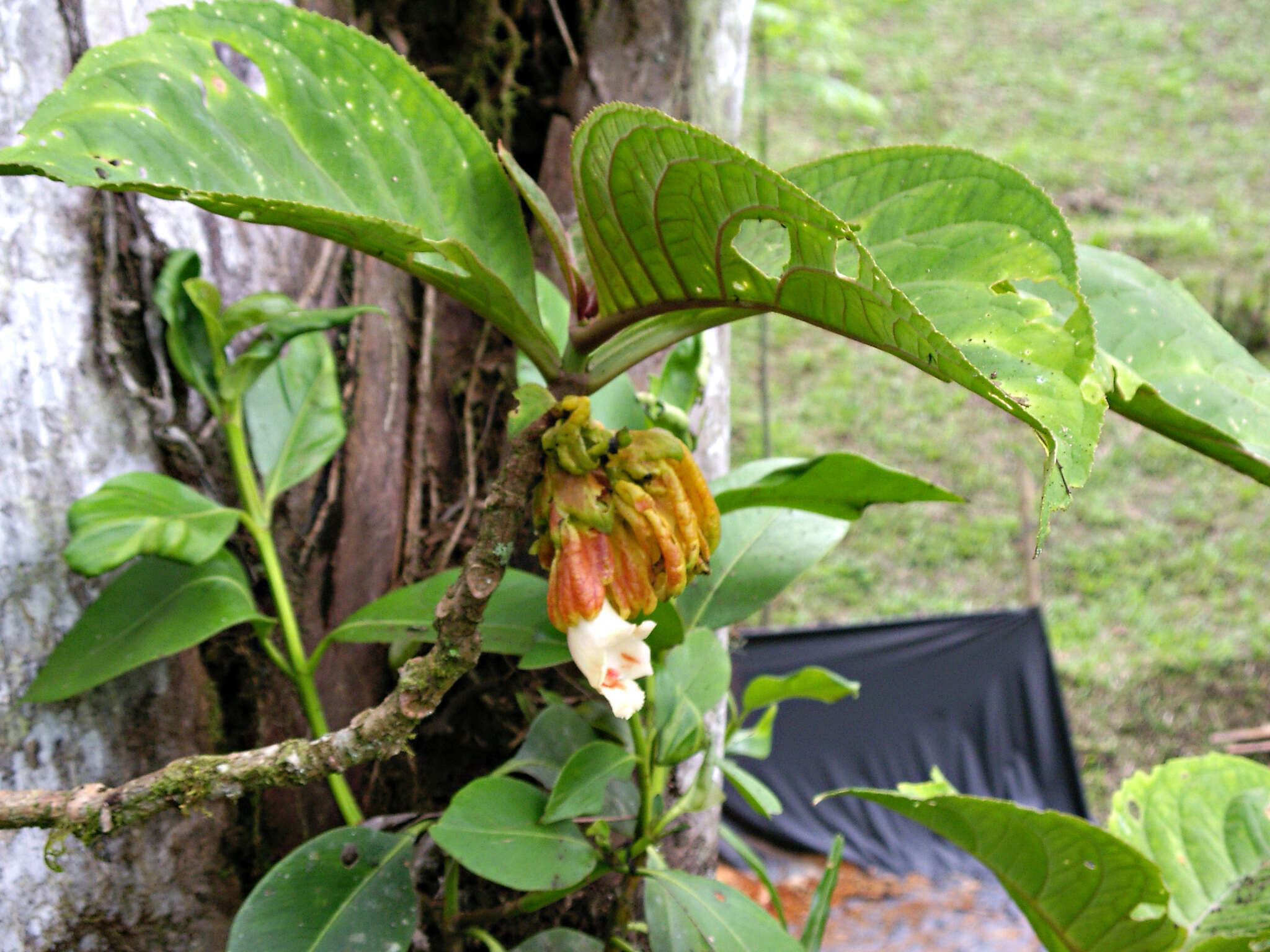 Image of Drymonia macrantha (Donn. Sm.) D. N. Gibson