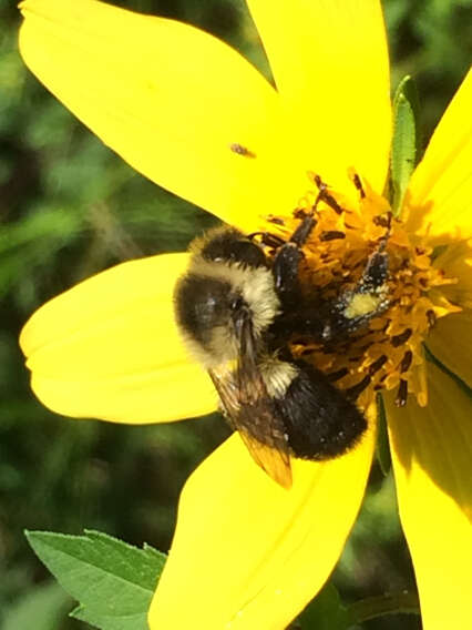 Image of Common Eastern Bumblebee