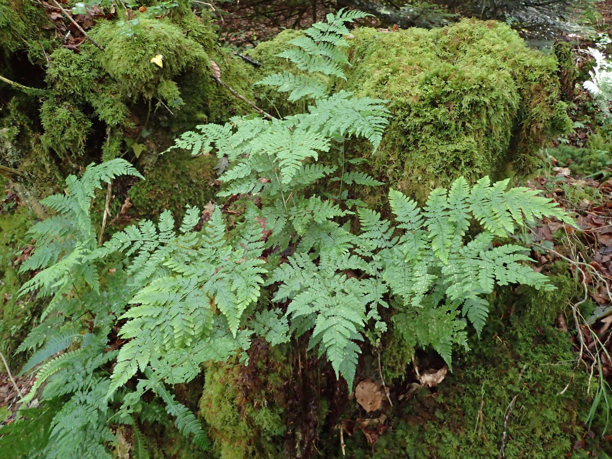 Imagem de Dryopteris aemula (Ait.) O. Kuntze