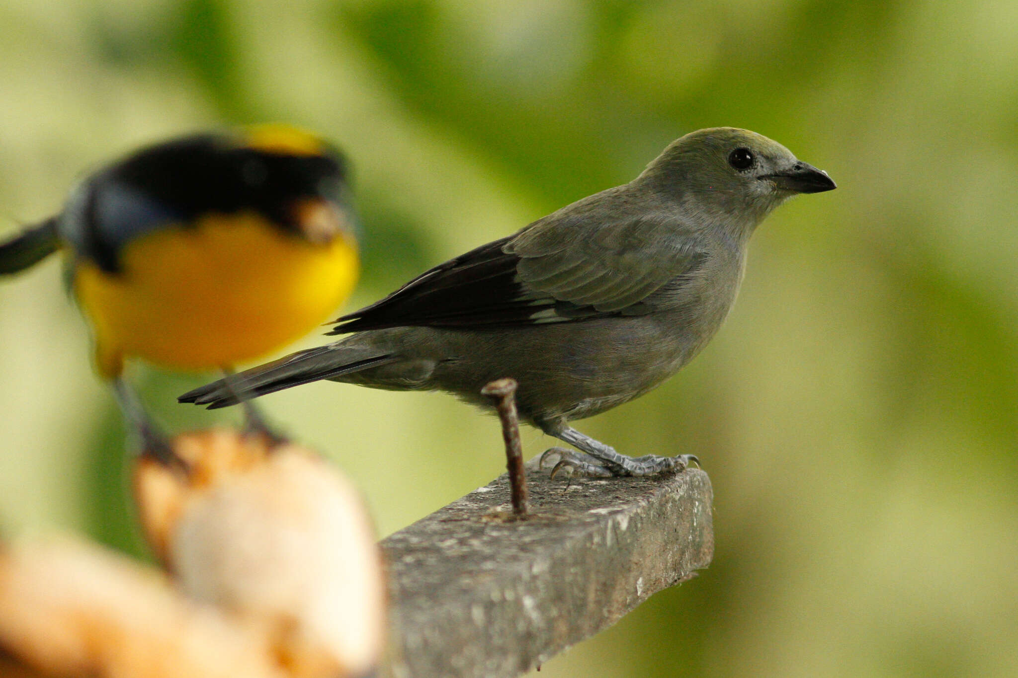 Image of Palm Tanager